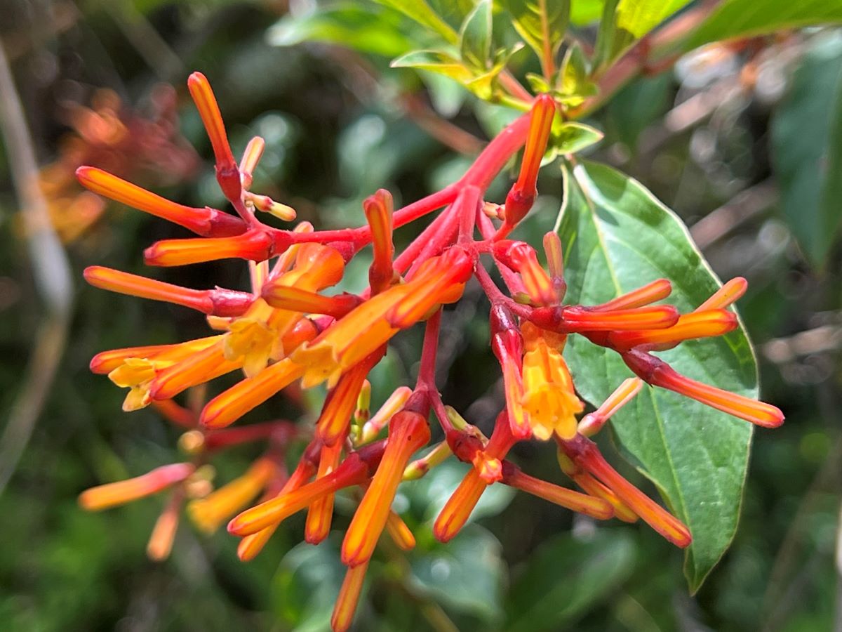 Firebush