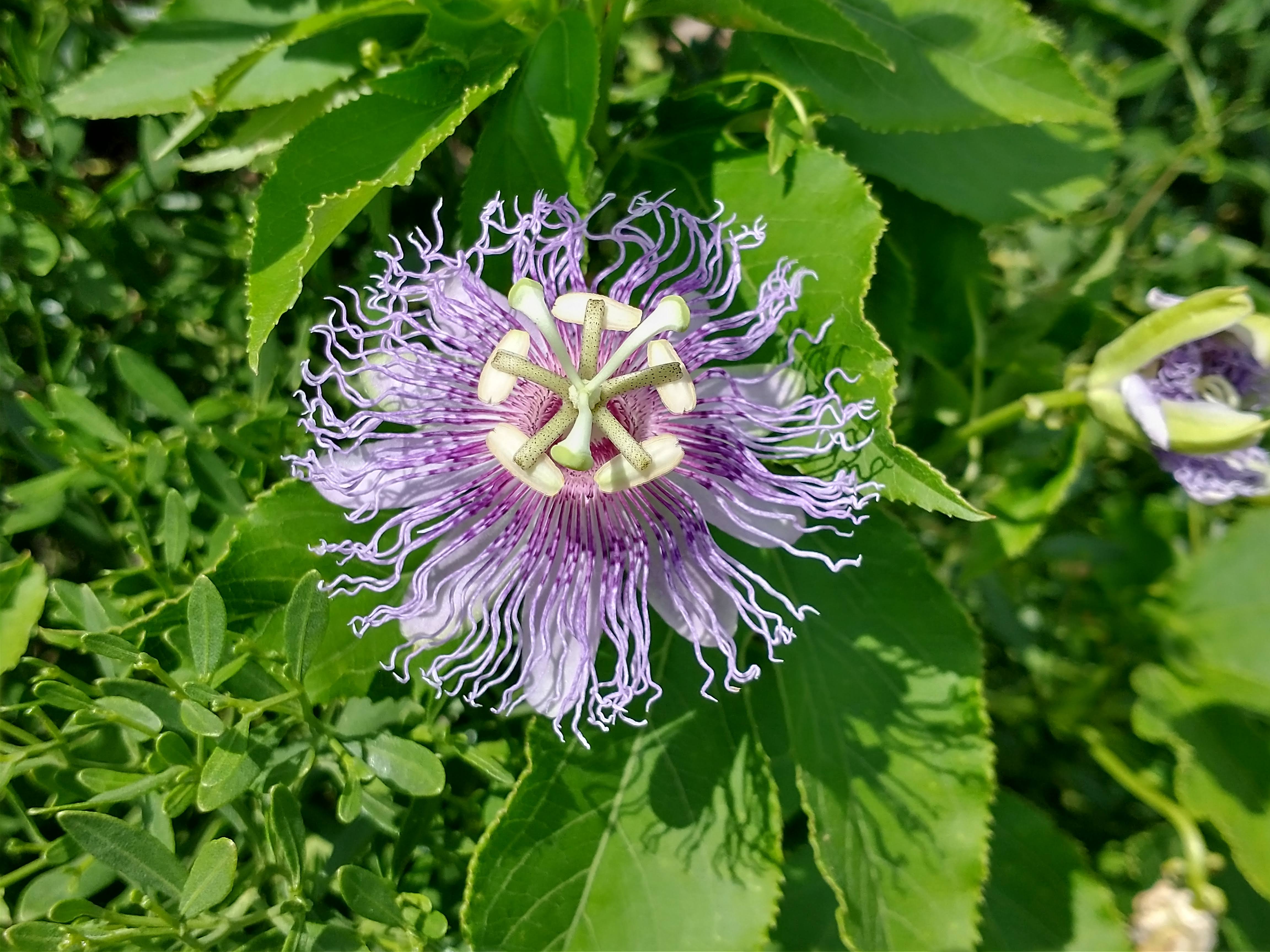 Passiflora incarnata blooming in July